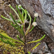 Eriotrix lycopodioides Asteracea e Endémique La Réunion 33.jpeg