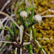 Eriotrix lycopodioides Asteracea e Endémique La Réunion 610.jpeg