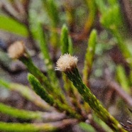 Eriotrix lycopodioides Asteraceae Endémique La Réunion 29.jpeg