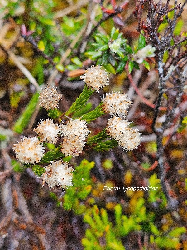 Eriotrix lycopodioides Asteraceae Endémique La Réunion 53.jpeg