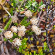 Eriotrix lycopodioides Asteraceae Endémique La Réunion 53.jpeg