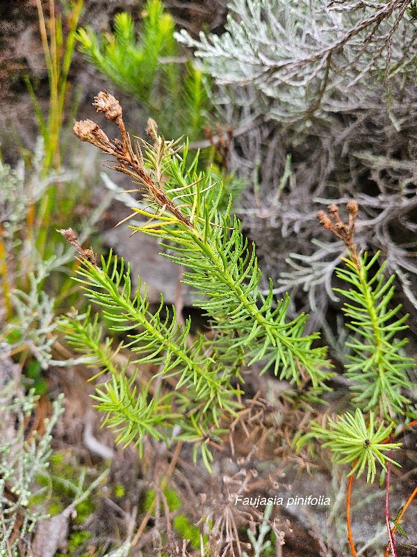 Faujasia pinifolia Asteraceae  Endémique La Réunion 312.jpeg