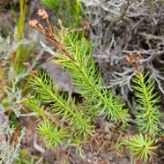 Faujasia pinifolia Asteraceae  Endémique La Réunion 312.jpeg