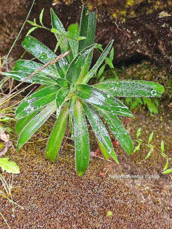 Heterochaenia rivalsii  juvénile Campanulaceae  Endémique La Réunion 08.jpeg