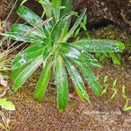 Heterochaenia rivalsii  juvénile Campanulaceae  Endémique La Réunion 08.jpeg