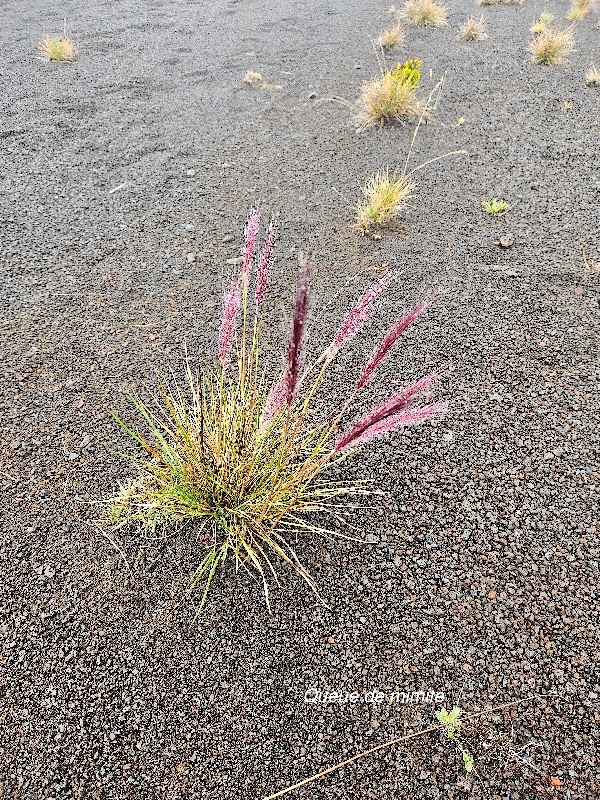 Pennisetum caffrum Queue de mimite P oaceae Endémique La Réunion 23.jpeg