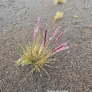 Pennisetum caffrum Queue de mimite P oaceae Endémique La Réunion 23.jpeg