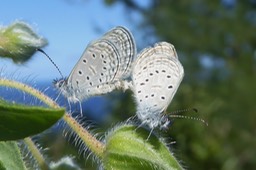 accouplement Zizeeria knysna sur herbe tourterelle (5)