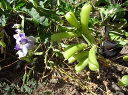 Cascavelle_bleue_(Crotalaria_verrucosa)