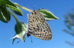 Leptotes pirithous sur herbe tourterelle (2)