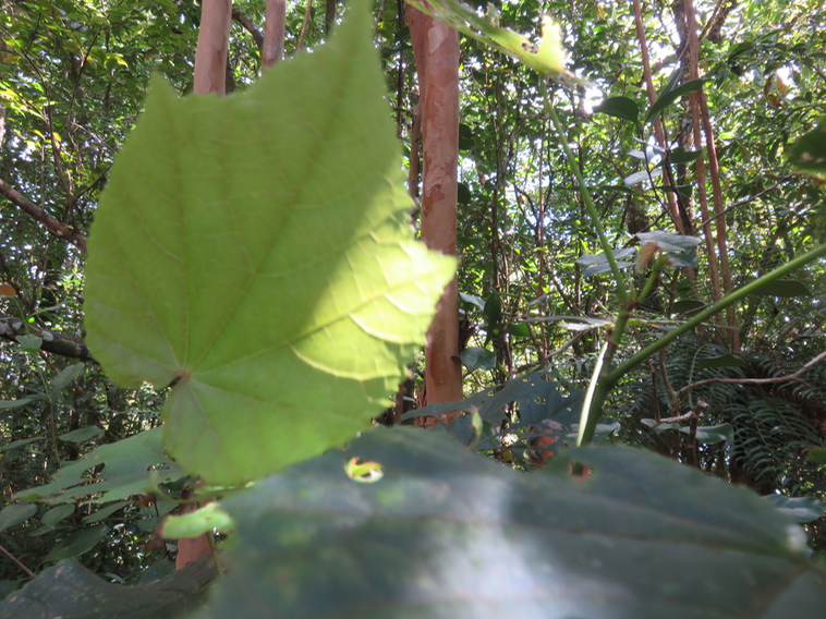 Dombeya ciliata - Mahot blanc - Malvaceae - Endémique Réunion