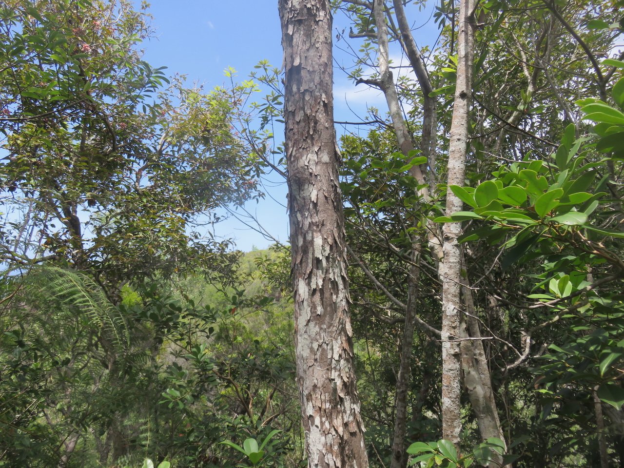             12. Écorce croûte de pain du Securinega durissima - Bois dur-Corce rouge - Euphorbiacées > Phyllanthaceae- Indigène à La Réunion, à Maurice, à Madagascar.jpeg                   