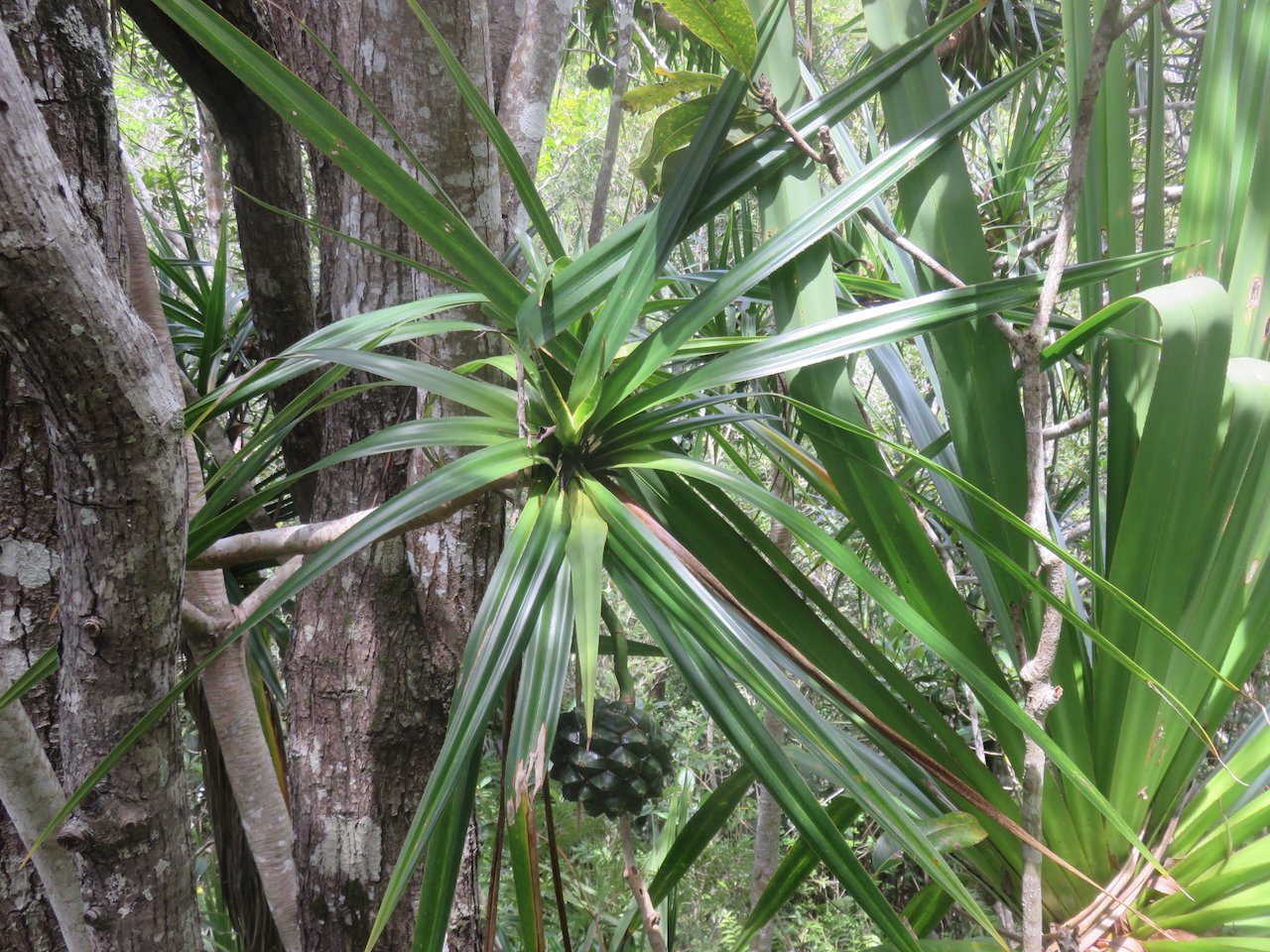         16. Fruit de Pandanus sylvestris - Petit Pimpin - Pandanacée - B.jpeg                       