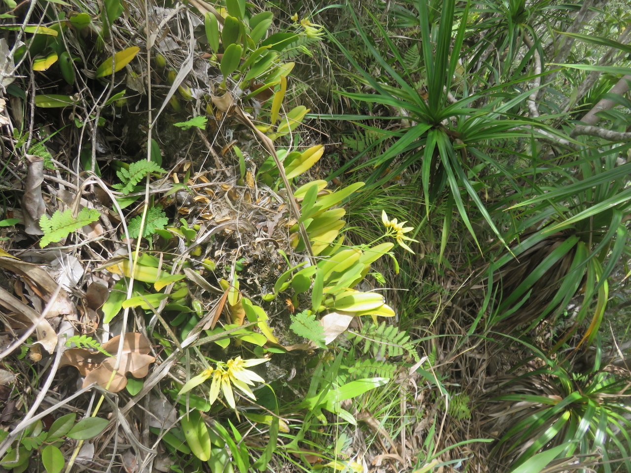         18. Bulbophyllum longiflorum Orchidaceae INDIGENE LA REUNION.jpeg                       