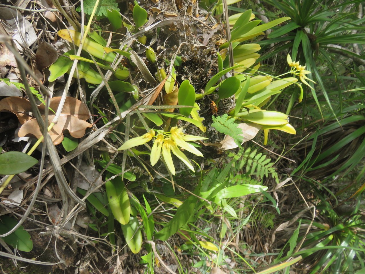                   19. Bulbophyllum longiflorum Orchidaceae INDIGENE LA REUNION.jpeg             