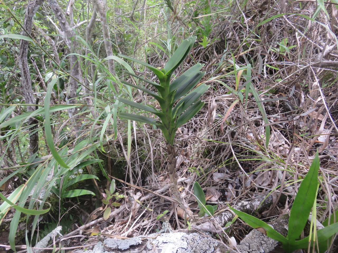              20. Jumellea recta Faux faham Orchidaceae ENDEMIQUE LA REUNION, MAURICE.jpeg                  