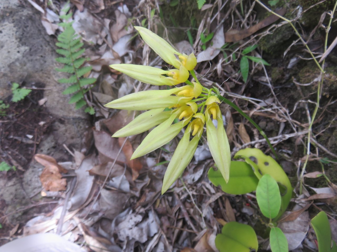                  22. Bulbophyllum longiflorum Orchidaceae INDIGENE LA REUNION.jpeg              