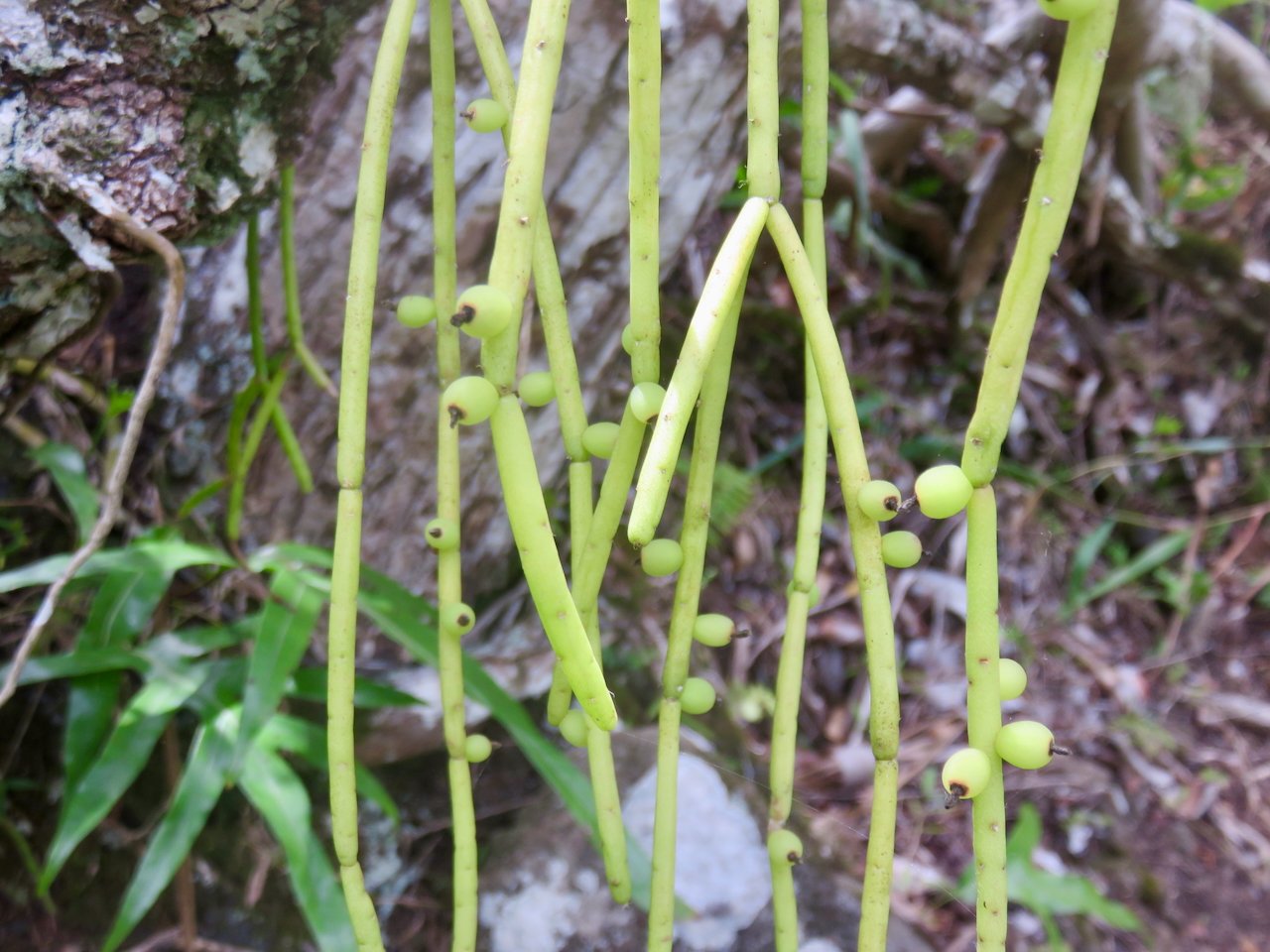 24. Rhipsalis baccifera (J.S. Muell.) Stearn - La perle - Cactaceae - Indigène La Réunion.jpeg            