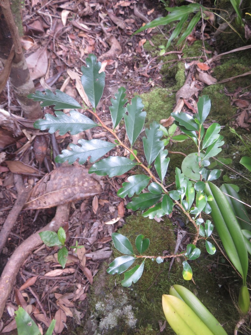 27. Juvénile Turraea thouarsiana - Bois de quivi - Meliaceae - endémique B M.jpeg                         