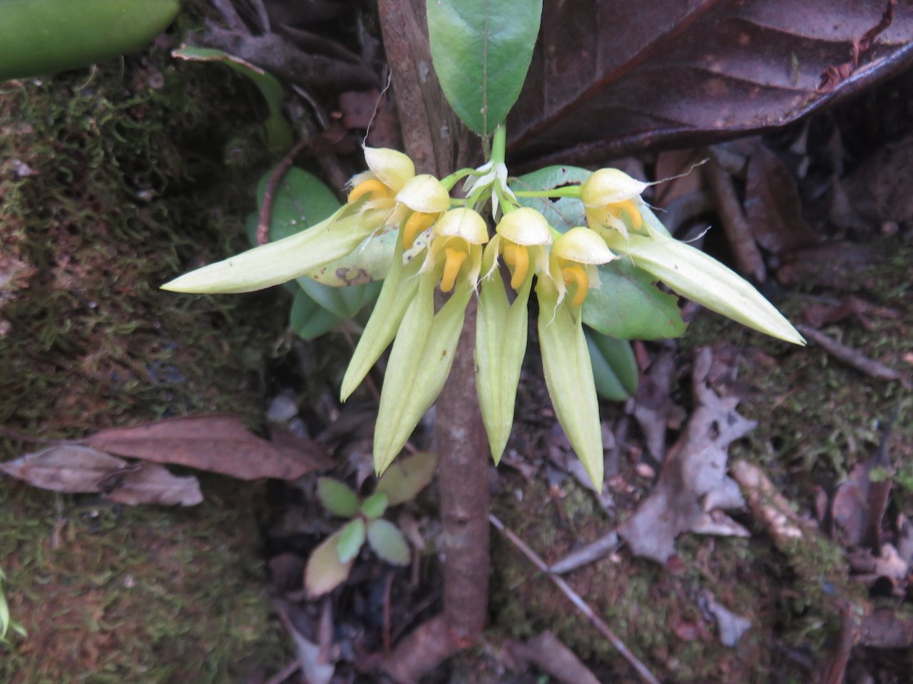           28. Bulbophyllum longiflorum Orchidaceae INDIGENE LA REUNION.jpeg                     