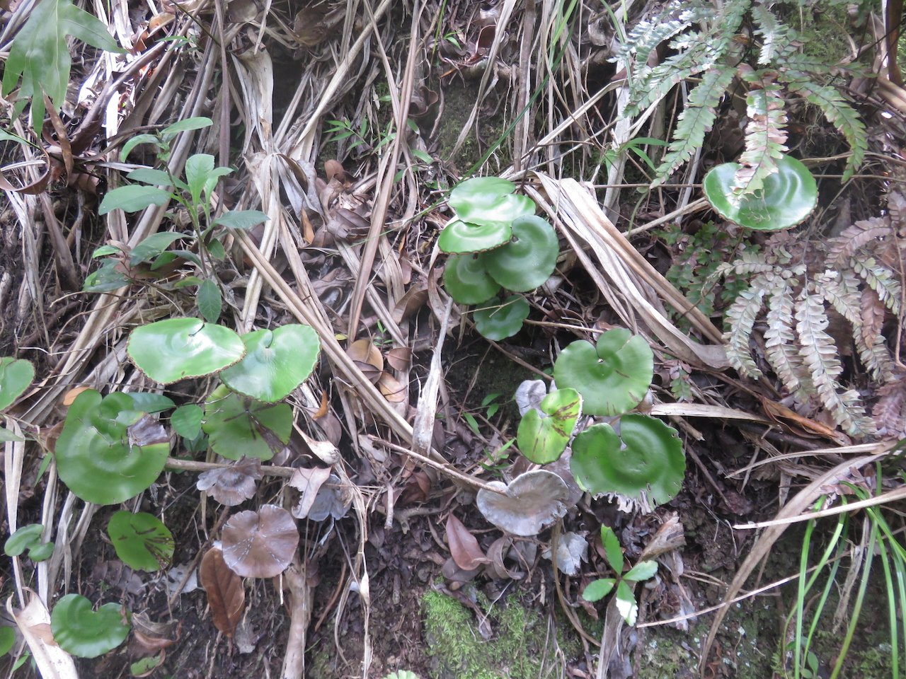                                29. Adiantum reniforme - Fougère tam tam. - Pteridaceae -Endémique - La Réunion, Maurice.jpeg