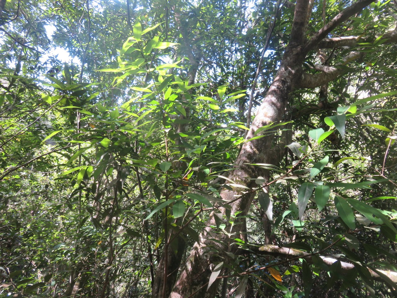                     3. Syzygium jambos- Jambrosade, Jamerosa, Jamrosa, Jamrose - Myrtaceae - exo..jpeg           
