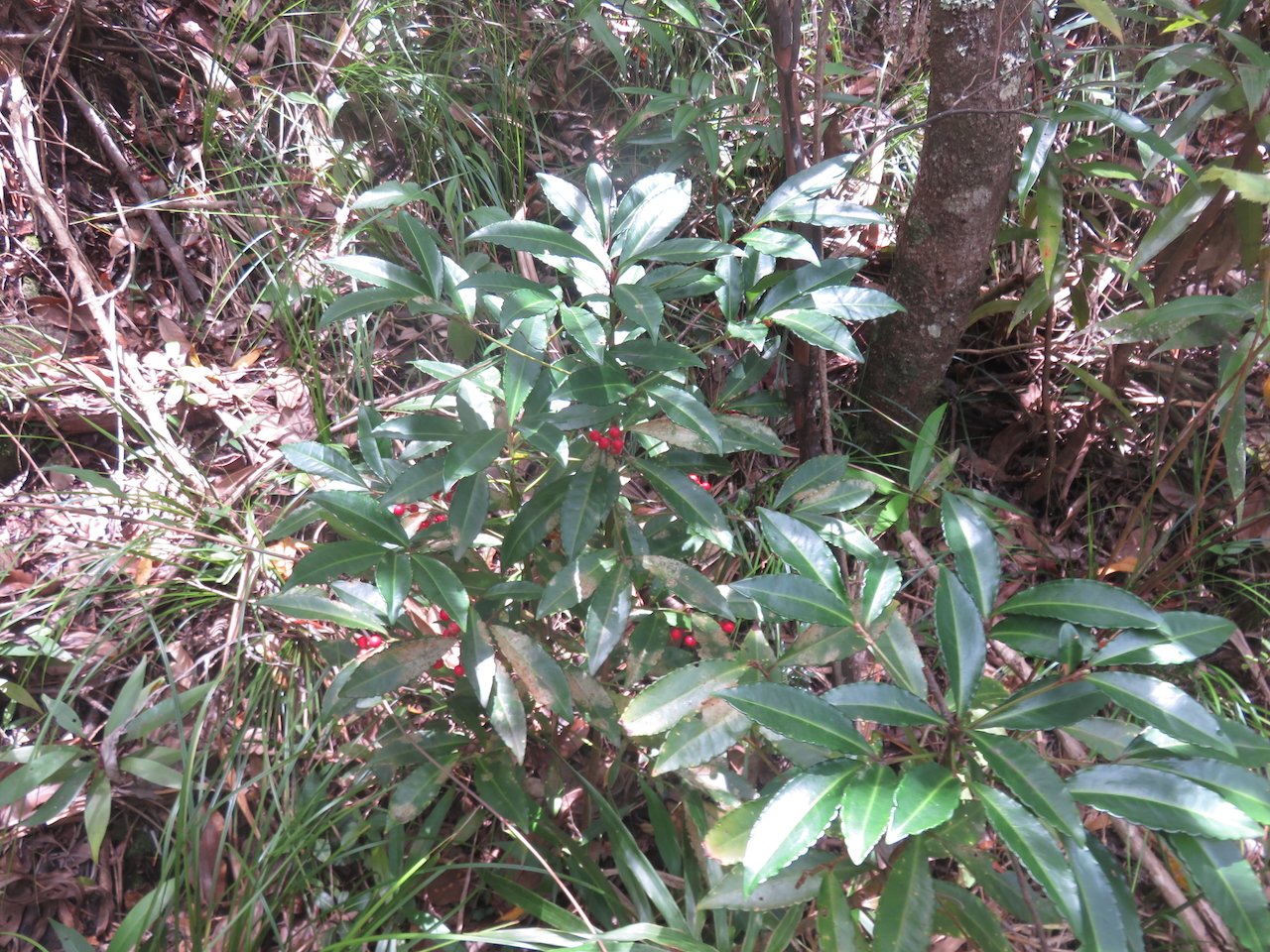           34. Ardisia crenata Sims. - Bois de Noël-  Primulaceae - Asie orientale.jpeg                     