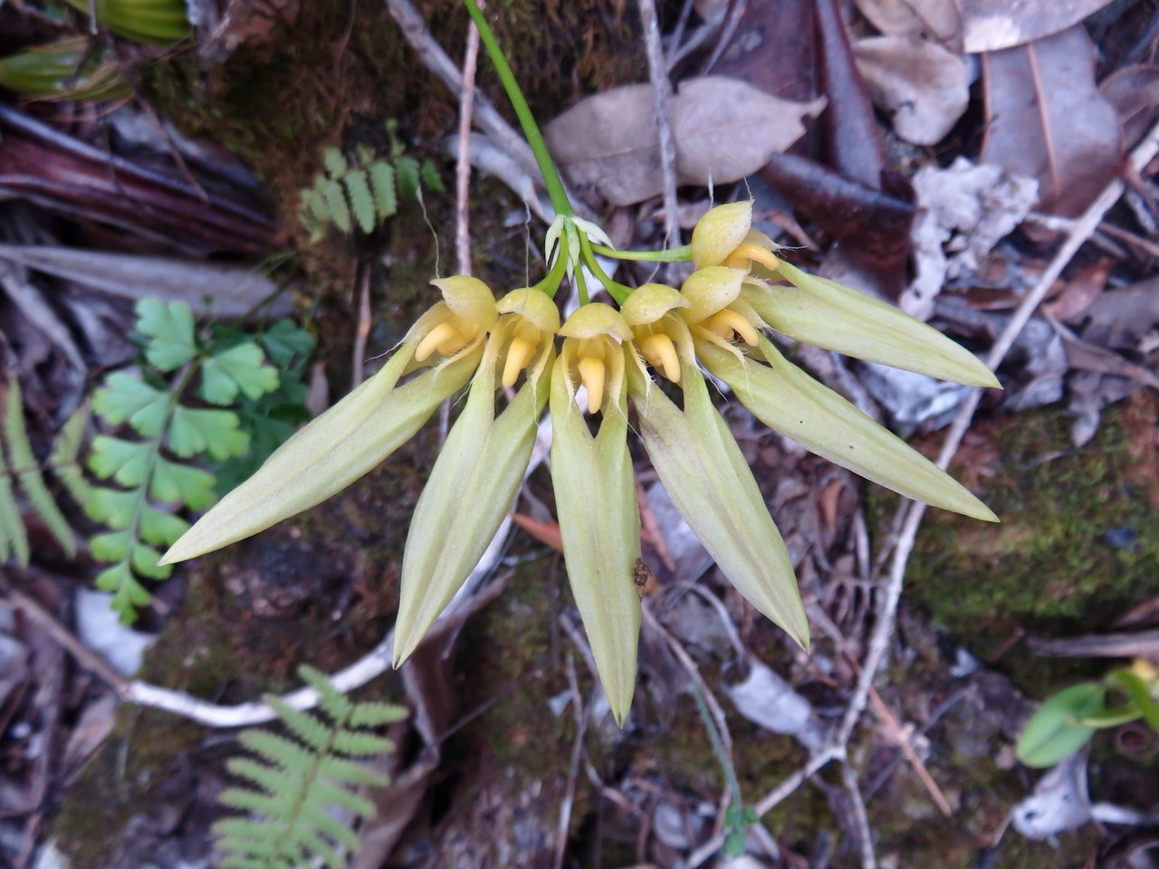                 42. Bulbophyllum longiflorum Orchidaceae INDIGENE LA REUNION.jpeg               