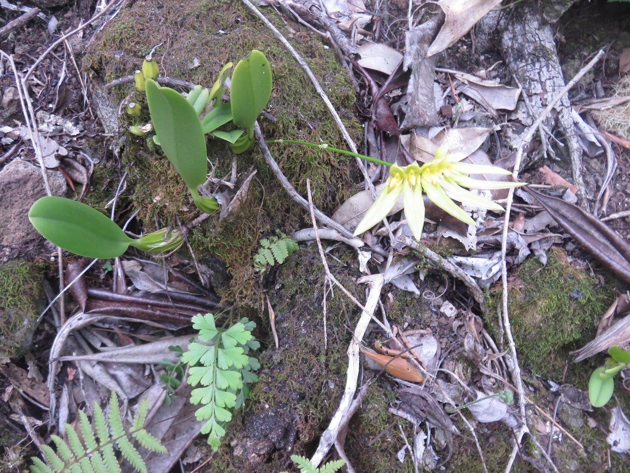              43. Bulbophyllum longiflorum Orchidaceae INDIGENE LA REUNION.jpeg                  