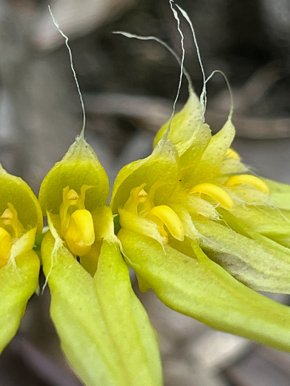 44. Bulbophyllum longiflorum Orchidaceae INDIGENE LA REUNION.jpeg