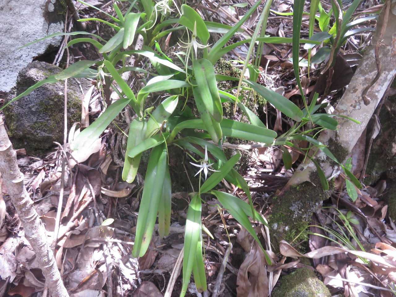                     45. Jumellea recta - Faux faham - ORCHIDACEAE - indigène Réunion REU MAU MADA.jpeg           