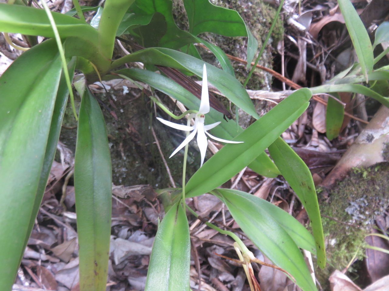 46. Jumellea recta - Faux faham - ORCHIDACEAE - indigène Réunion REU MAU MADA.jpeg