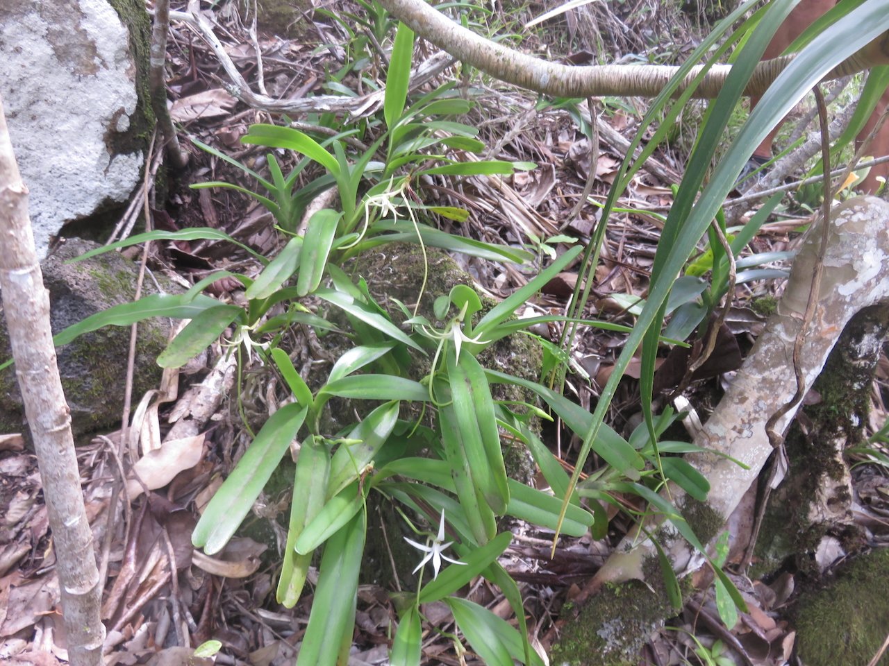          47. Jumellea recta - Faux faham - ORCHIDACEAE - indigène Réunion REU MAU MADA.jpeg                      
