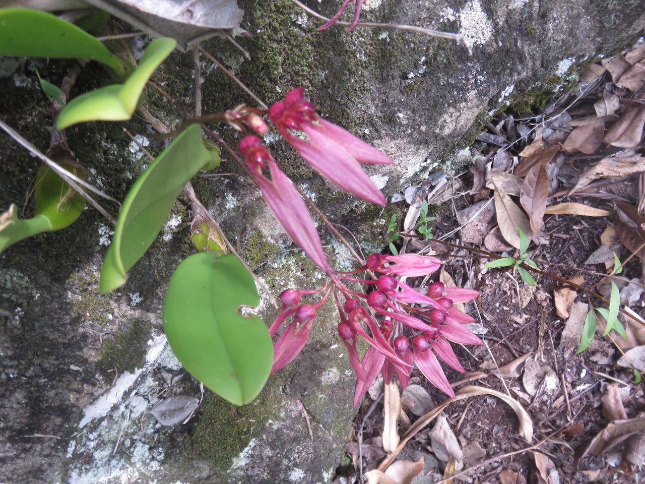49. Bulbophyllum longiflorum Orchidaceae INDIGENE LA REUNION.jpeg