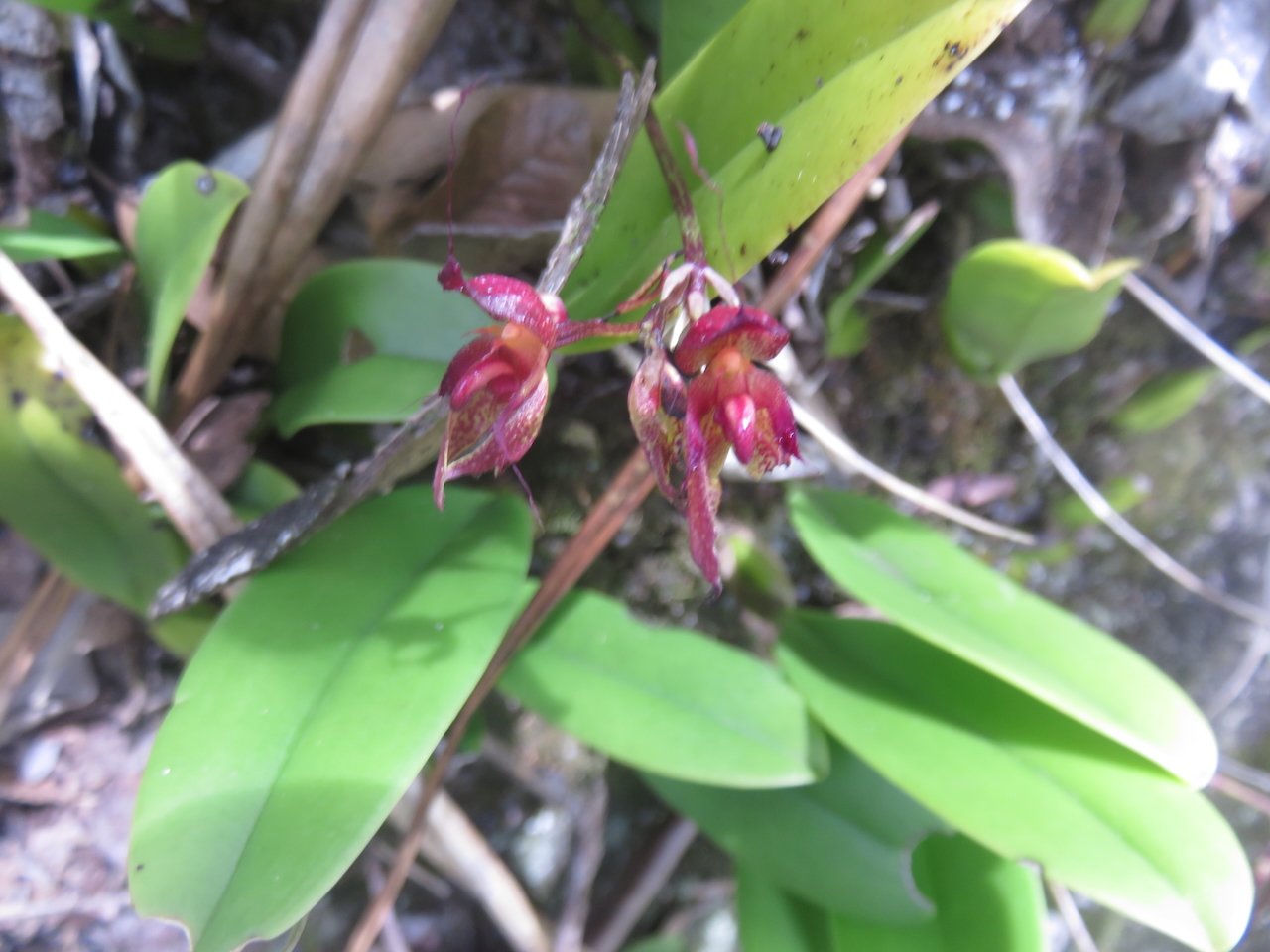              51. Bulbophyllum longiflorum Orchidaceae INDIGENE LA REUNION.jpeg                  