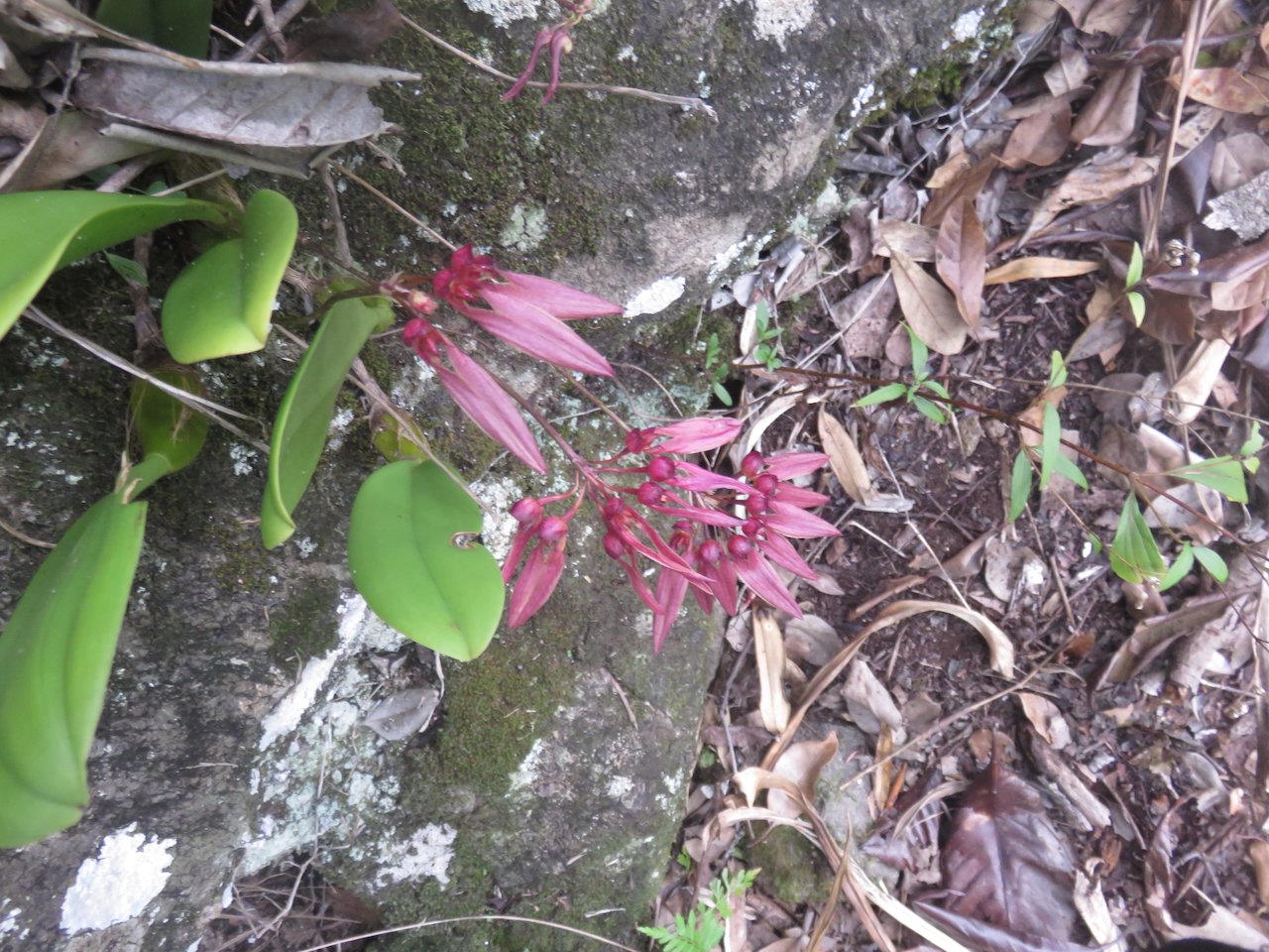 52. Bulbophyllum longiflorum Orchidaceae INDIGENE LA REUNION.jpeg