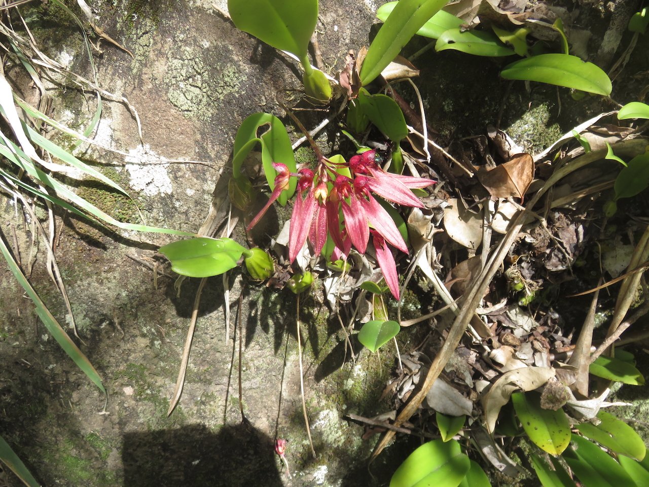                53. Bulbophyllum longiflorum Orchidaceae INDIGENE LA REUNION.jpeg                