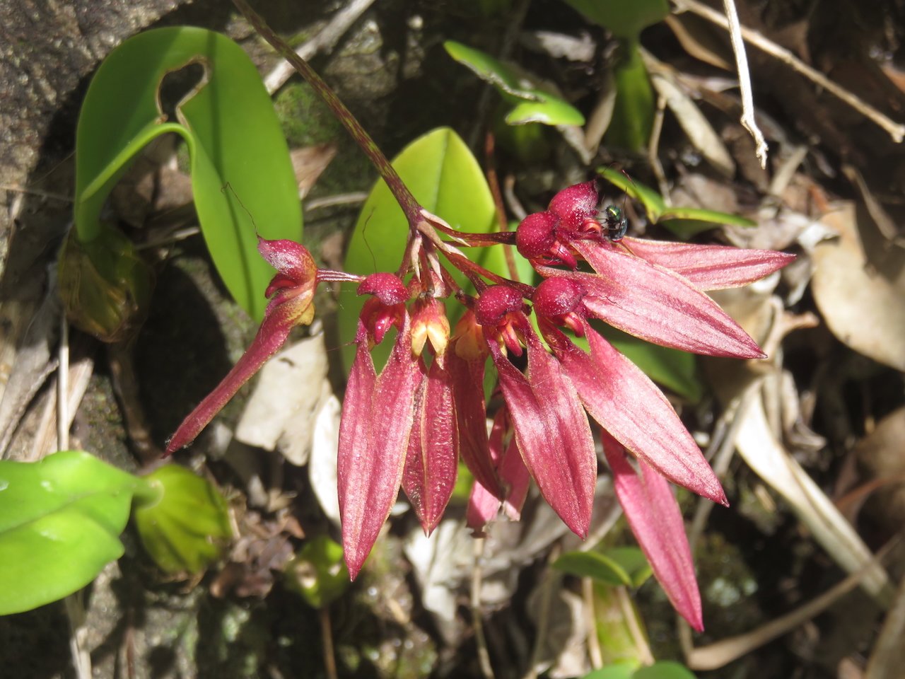        54. Bulbophyllum longiflorum Orchidaceae INDIGENE LA REUNION.jpeg                        