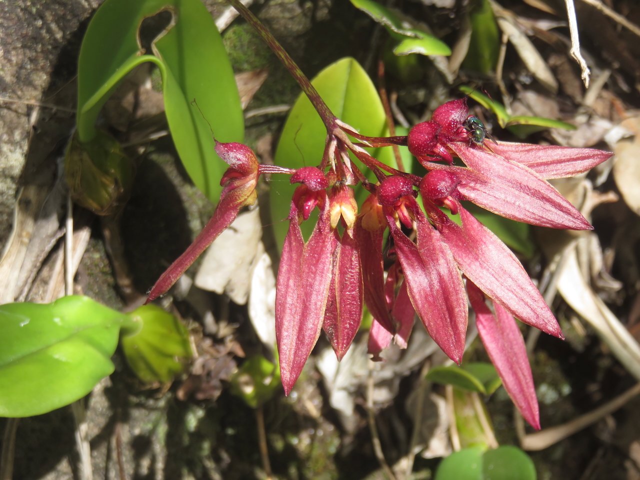      55. Bulbophyllum longiflorum Orchidaceae INDIGENE LA REUNION.jpeg                          