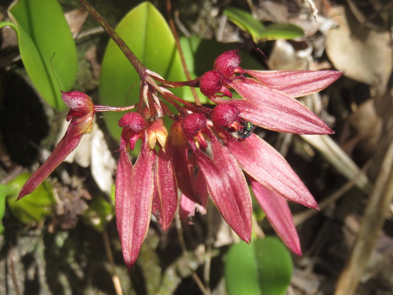             56. Bulbophyllum longiflorum Orchidaceae INDIGENE LA REUNION.jpeg                   