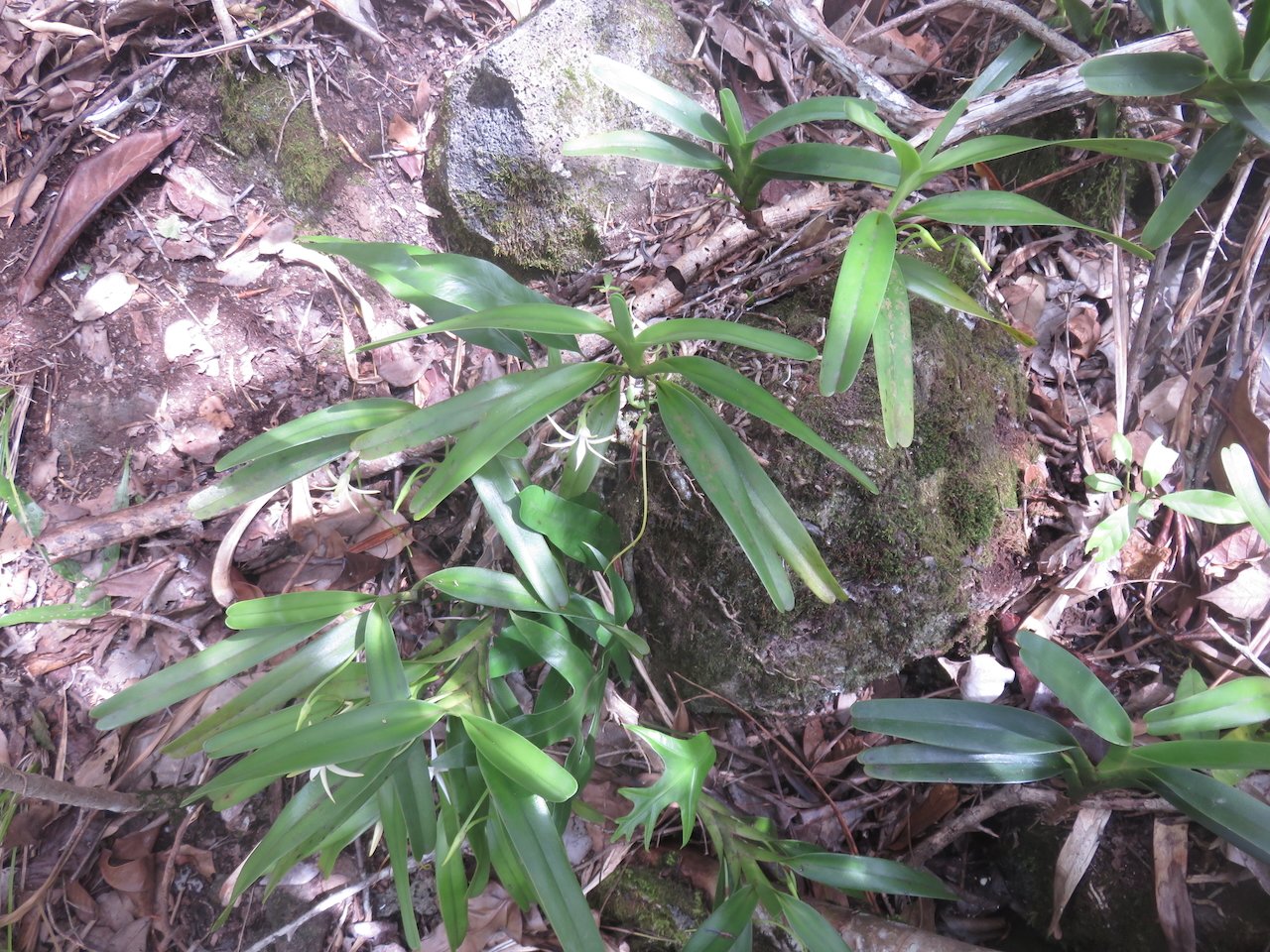             58. Jumellea recta - Faux faham - ORCHIDACEAE - indigène Réunion REU MAU MADA.jpeg                   