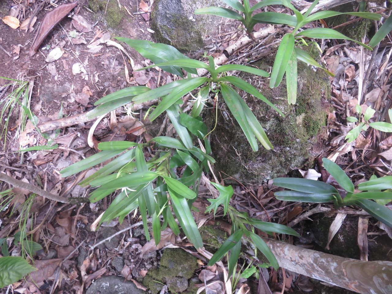           59. Jumellea recta - Faux faham - ORCHIDACEAE - indigène Réunion REU MAU MADA.jpeg                     