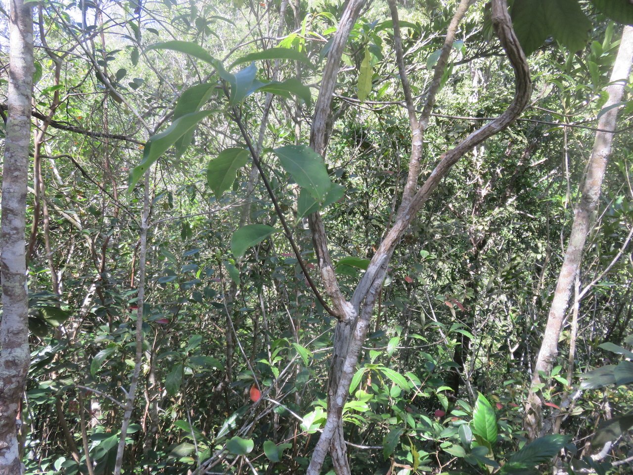           6. Danais fragrans - Liane jaune ou Lingue noir - RUBIACEE.jpeg                     