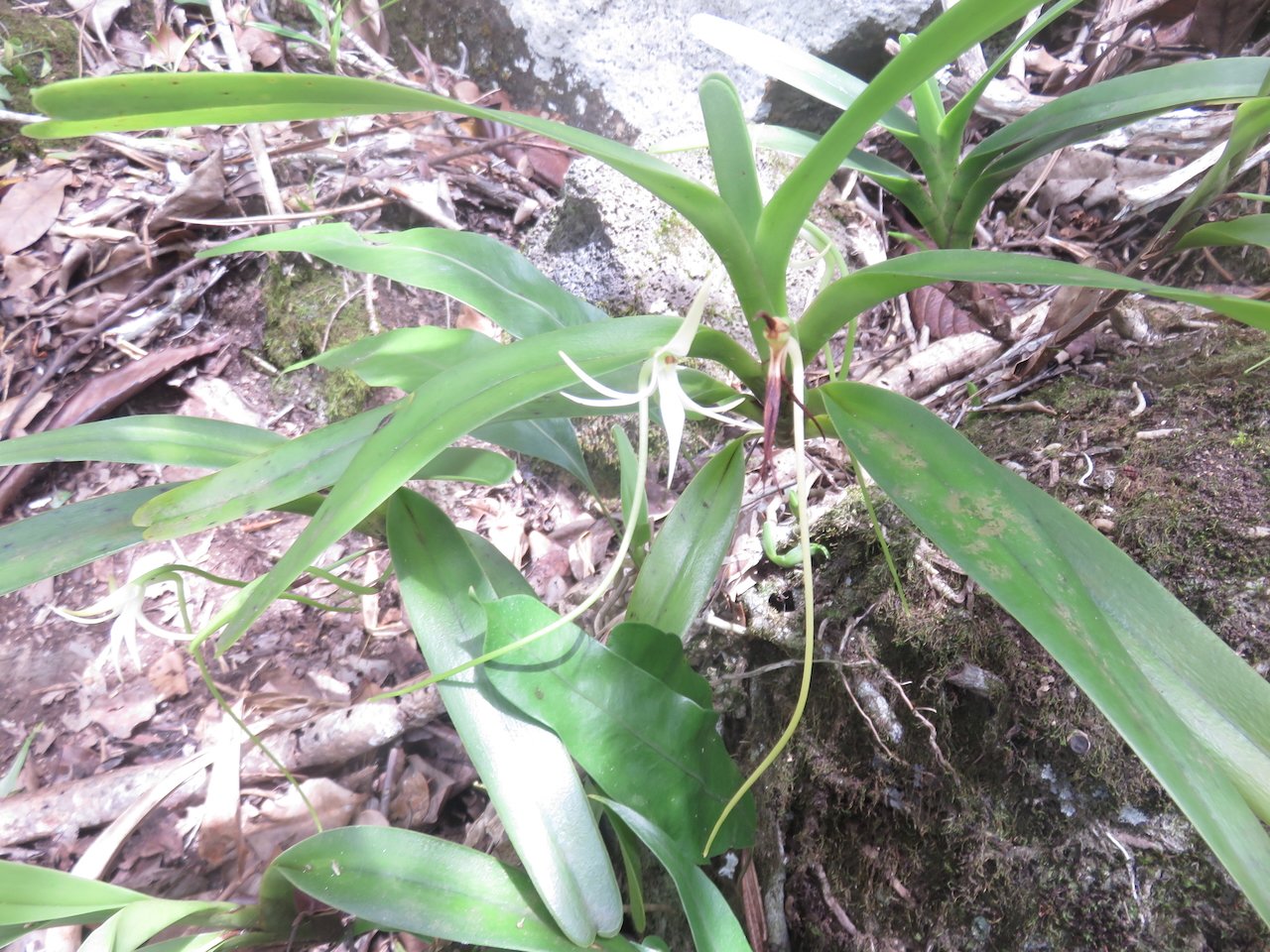                      60. Jumellea recta - Faux faham - ORCHIDACEAE - indigène Réunion REU MAU MADA.jpeg          
