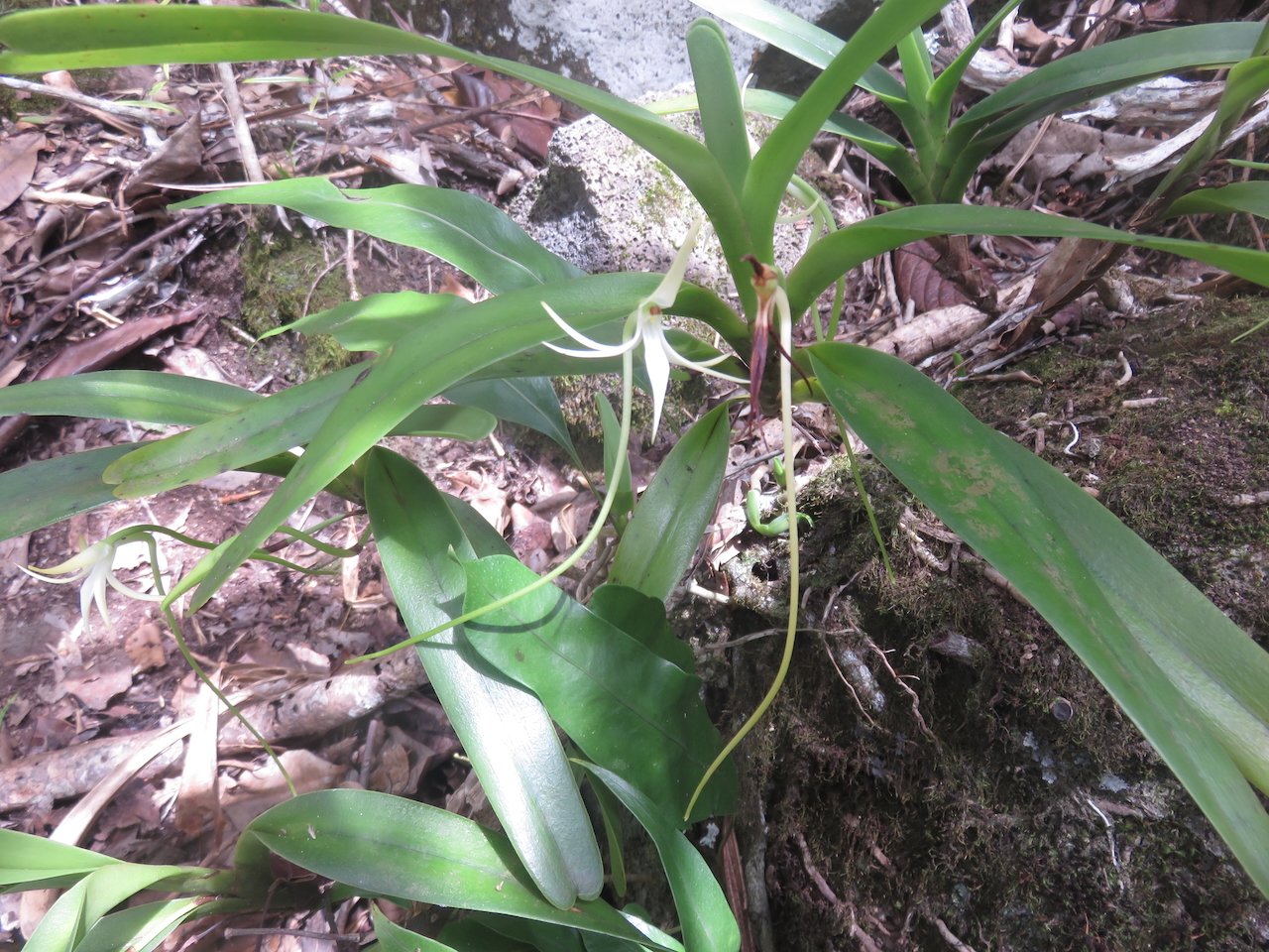            61. Jumellea recta - Faux faham - ORCHIDACEAE - indigène Réunion REU MAU MADA.jpeg                    