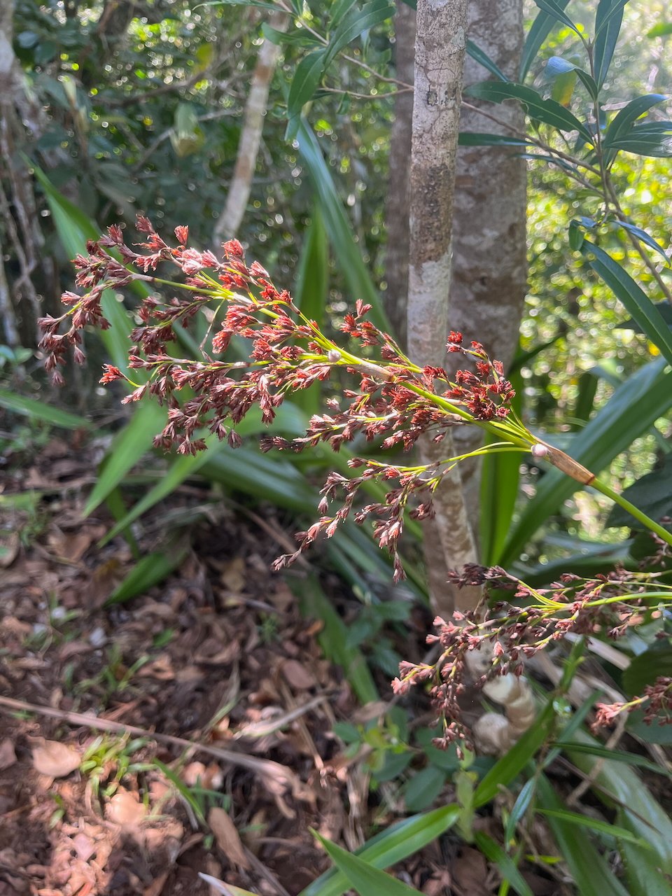8. Machaerina iridifolia - Paille sabre - Cypéracée - I.jpeg