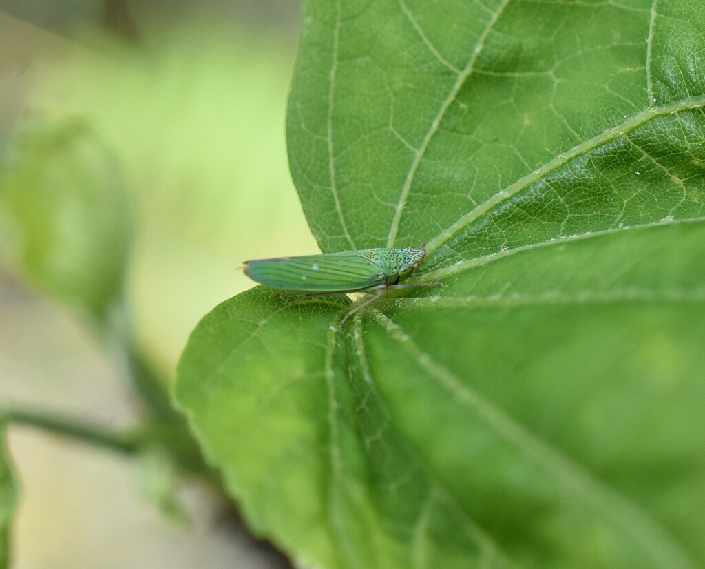 Acopsis_viridicans-Ciccadelle-CICADELLIDAE-Indigene_Reunion-MB4_2613b.jpg