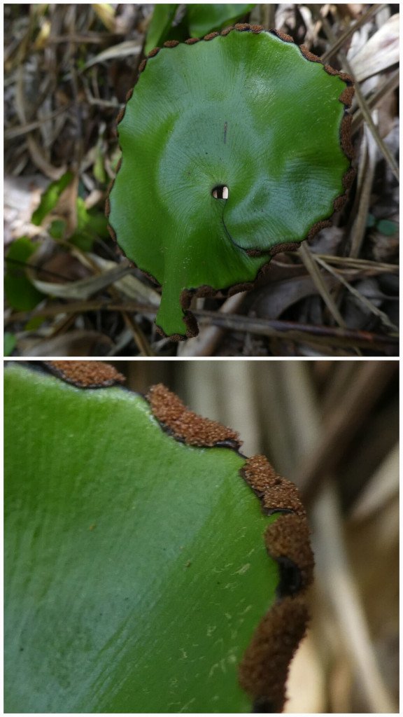 Adiantum_reuniforme-Fougere_tam_tam-PTERIDACEAE_Indigene_Reunion-20251217_145645.jpg
