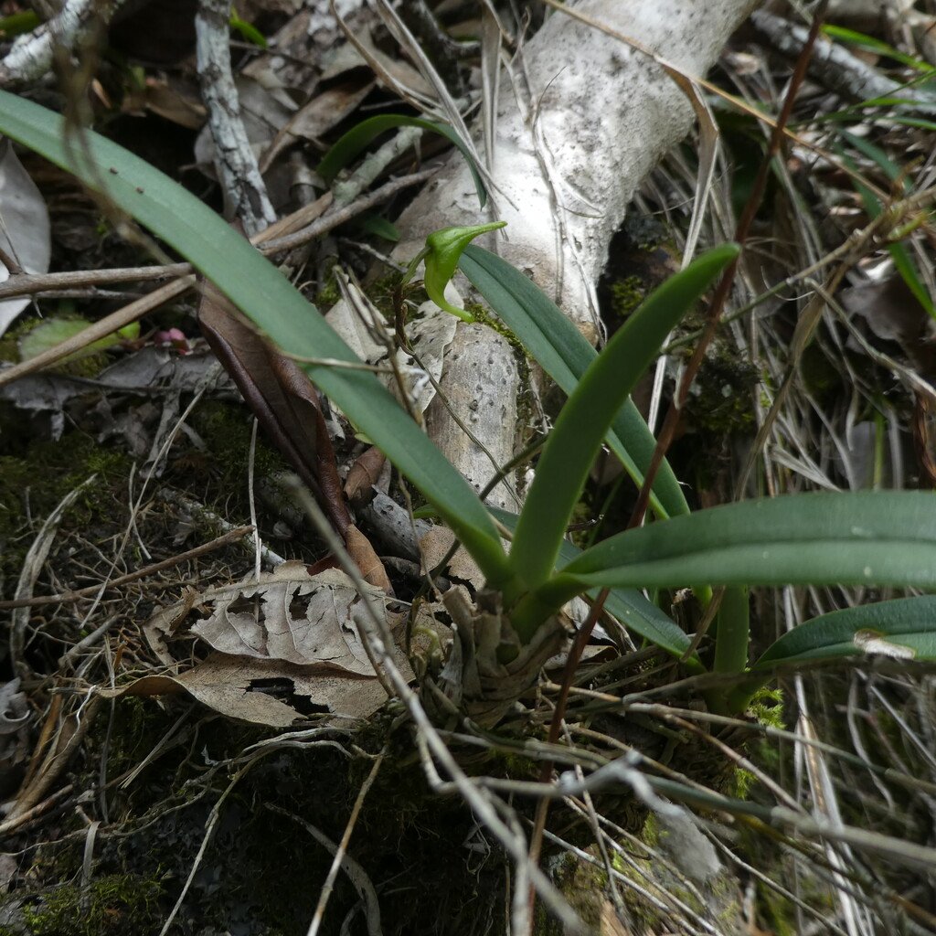 Aeranthes(?)-EPIDENDROIDEAE-Indigene_Reunion-P1100859.jpg