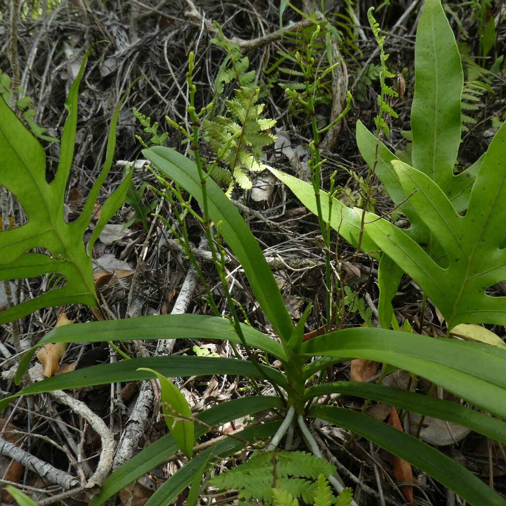 Angraecum_patens(?)-EPIDENDROIDEAE-Endemique_Reunion-P1100850.jpg